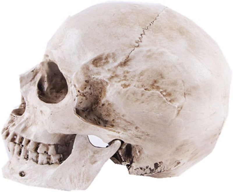 VIOKKO Human Skull Model, Life Size Anatomical Head Skull Model with Removable Jaw, Resin Realistic Replica Skull High Precision Teaching Tool Halloween Decor - Image 3